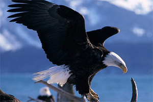 �������ӥƴͼ