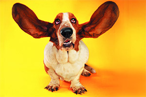 ��è����Ȯ