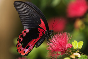 �����ĺ���ƴͼ