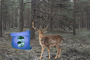 ���������ɭ��