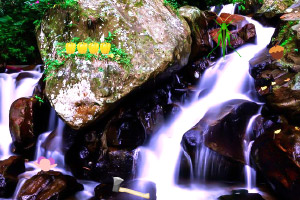 �ӳ�����ɭ��