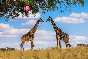 ����¹½������