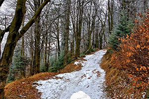 ����ɭ��̽��