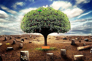 ��ľ��������