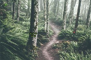 ���ʵ�ɭ������