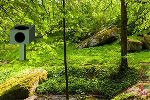 ������ʯɭ��