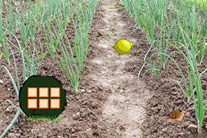 ���ũ������