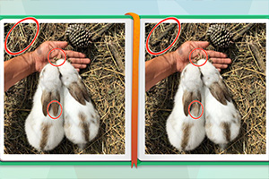 Ѱ�Ҽ��ڵĲ�ͬ